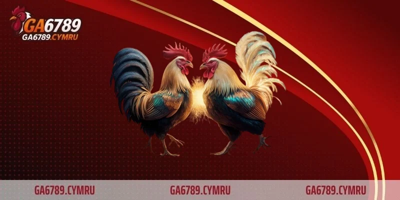 Đá gà Campuchia – Sự bùng nổ của bộ môn cá cược truyền thống